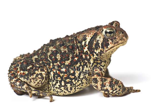 Toad isolated on white background — Stock Photo