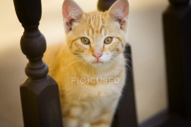 Katze blickt in Kamera — Stockfoto