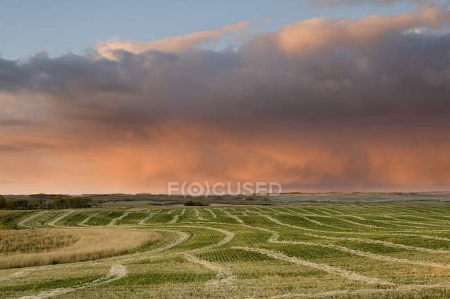Грозовое облако над полем — стоковое фото