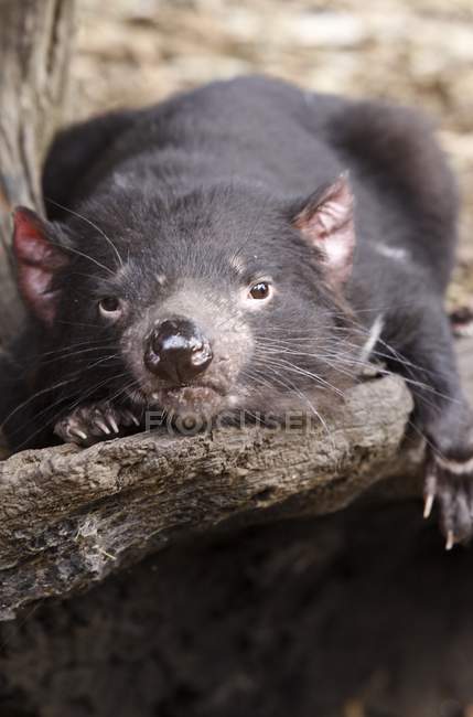 Tasmanischer Teufel liegt auf Baum — Stockfoto
