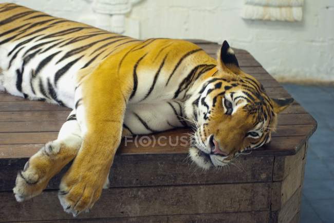 Отдыхающий тигр в зоопарке — стоковое фото