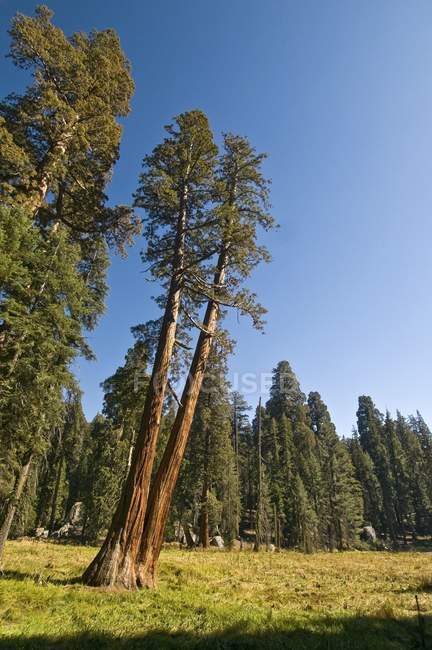 Arbres Sequoia dans le parc national Sequoia — Photo de stock