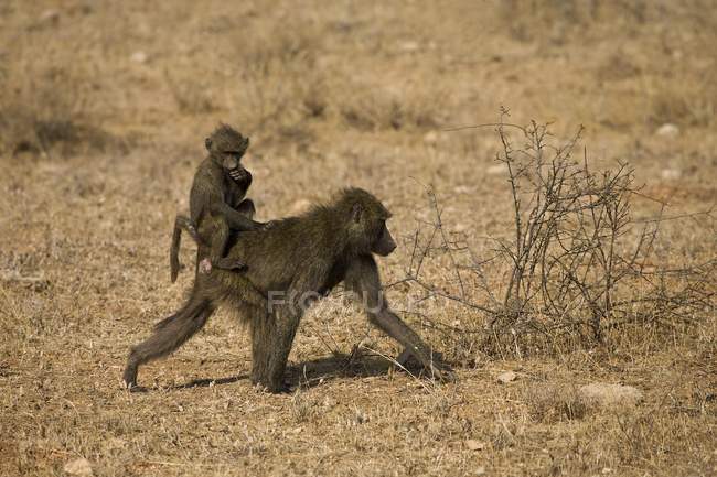 Bebê babuíno equitação no adulto — Fotografia de Stock