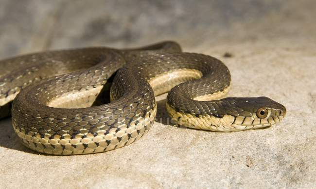 Підв'язкова змія два смугастий — стокове фото