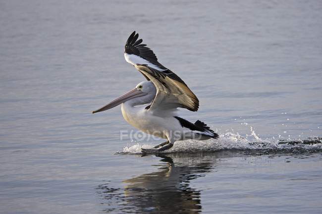 Australien pélican atterrissage sur l'eau — Photo de stock