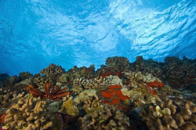 Arrecife submarino durante el día - foto de stock
