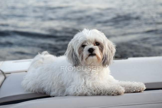Dog Laying By  Water — Stock Photo
