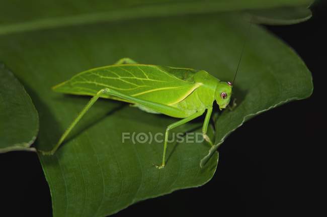 Oblongo katydid alado — Fotografia de Stock