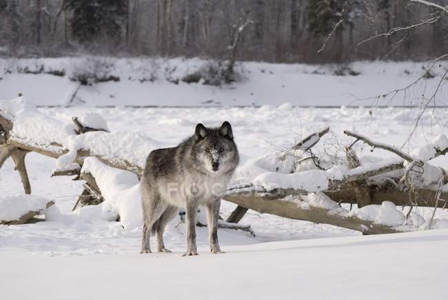 Wolf steht im Schnee — Stockfoto