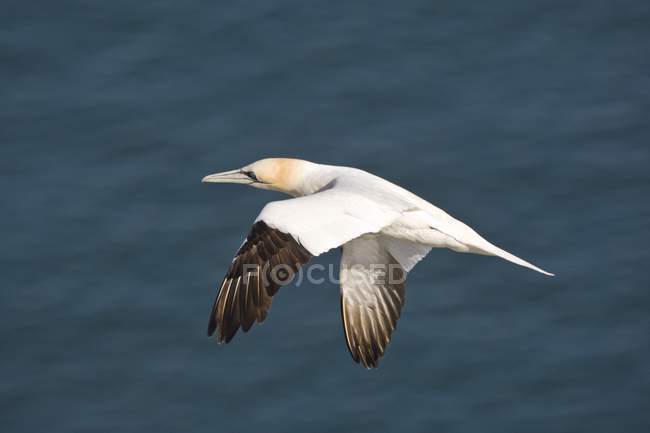 Oiseau en vol au-dessus de l'eau — Photo de stock