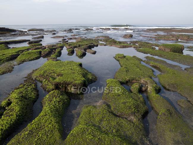 Moss coberto terreno — Fotografia de Stock
