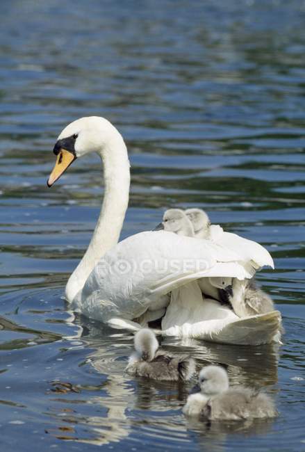 Swan And Cygnets swing in water — стоковое фото