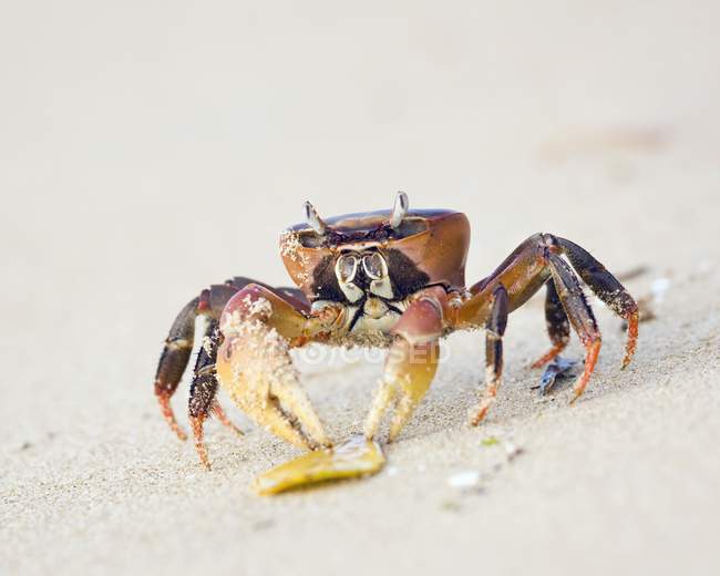 Crabe fantôme sur la plage — Photo de stock