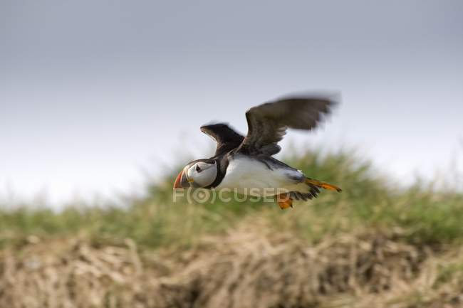 Puffin In Flight at sky — Stock Photo