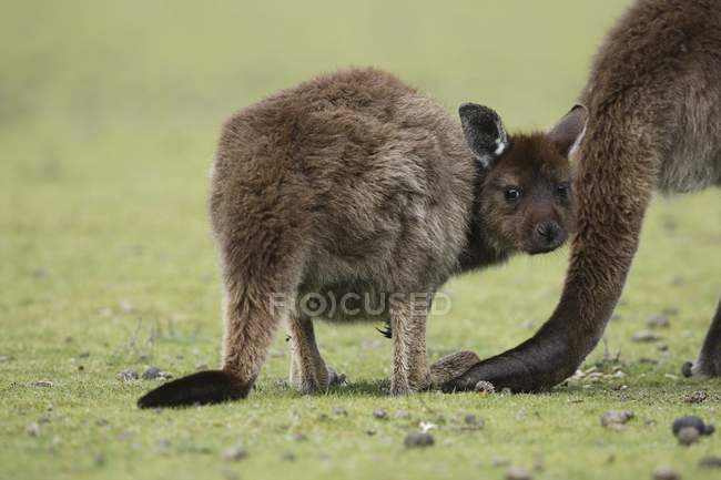 Серый кенгуру — стоковое фото