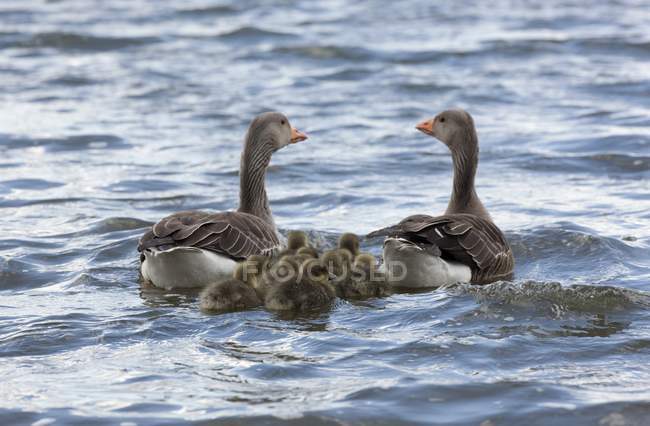 Family Of Geese On Water — Stock Photo