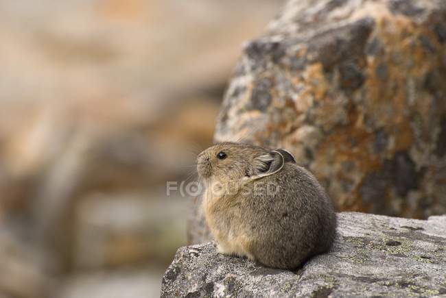 Pika seduta sulla roccia — Foto stock