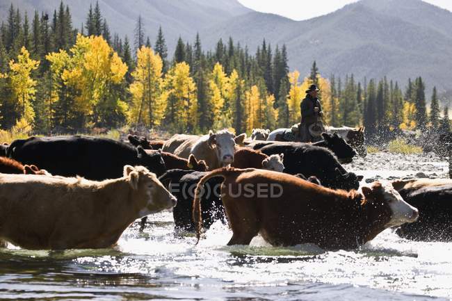 Ковбойский скот — стоковое фото