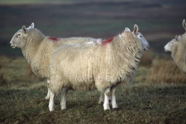 Овцы; графство Антрим, Северная Ирландия — стоковое фото