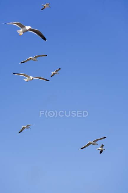Gaviotas volando en Essaouira - foto de stock