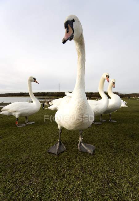Cisnes brancos em pé no prado verde ao lado do lago, Fechar — Fotografia de Stock