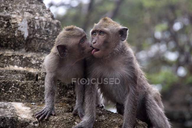 Monos mostrando afecto - foto de stock