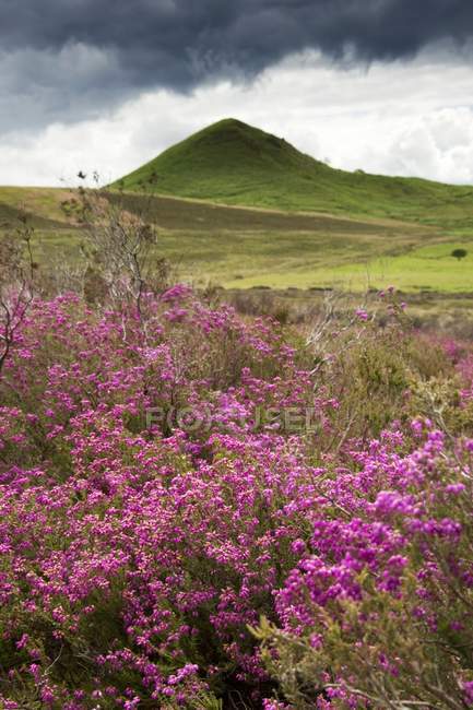 Дикие цветы, Северный Йоркшир, Англия — стоковое фото