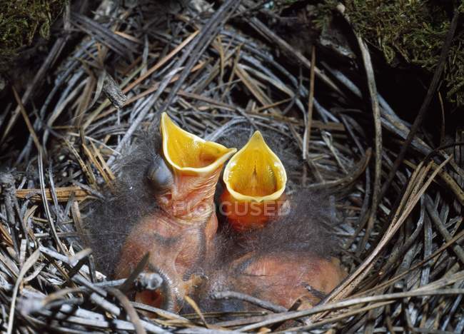 Townsend 's Solitaire Nestlings — стоковое фото