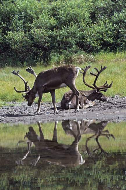 Caribou Bulls With Velvet Antlers — Stock Photo