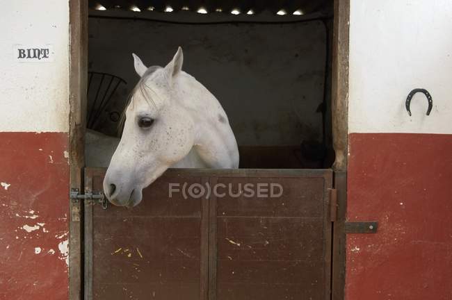 Cavalo cinzento no estábulo — Fotografia de Stock