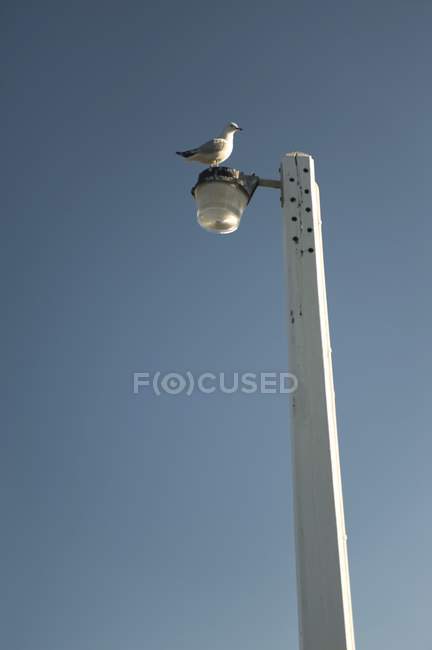 Gaivota empoleirada no poste da lâmpada — Fotografia de Stock