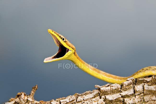 Serpiente de vid marrón defensiva - foto de stock