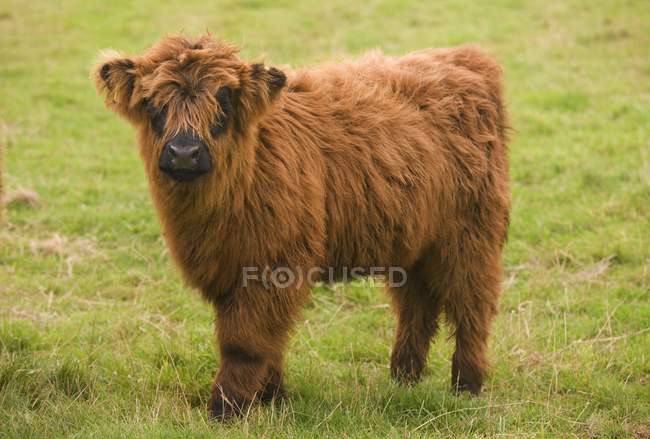 Highland теля стоїть на траві — стокове фото