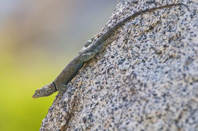 Banded Rock Lizard — Stock Photo