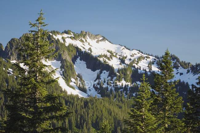 Bosque de montaña con montaña - foto de stock