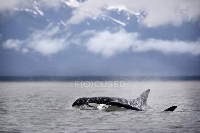 Schwertwale an der Wasseroberfläche — Stockfoto