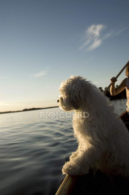 Cão branco em pé no barco de fileira — Fotografia de Stock