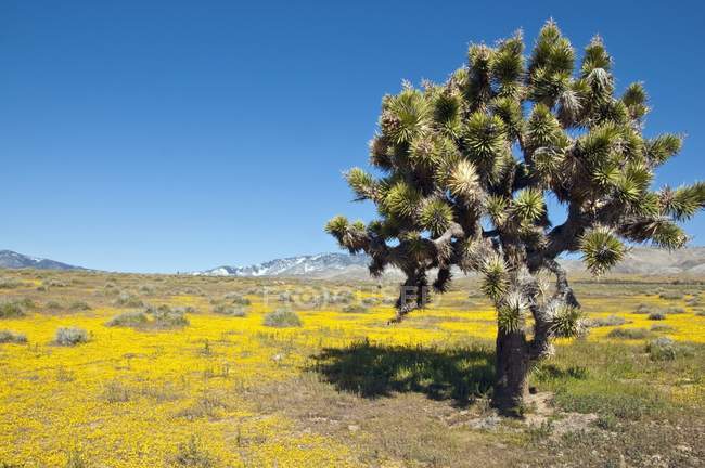 Joshua Tree au désert de Mojave — Photo de stock