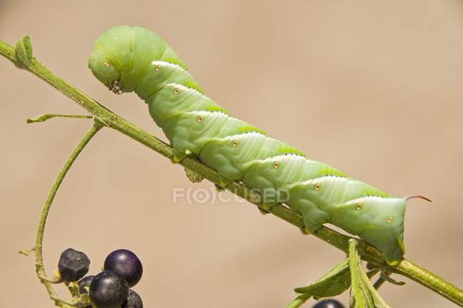 Tabacco Hornworm su ramoscello — Foto stock