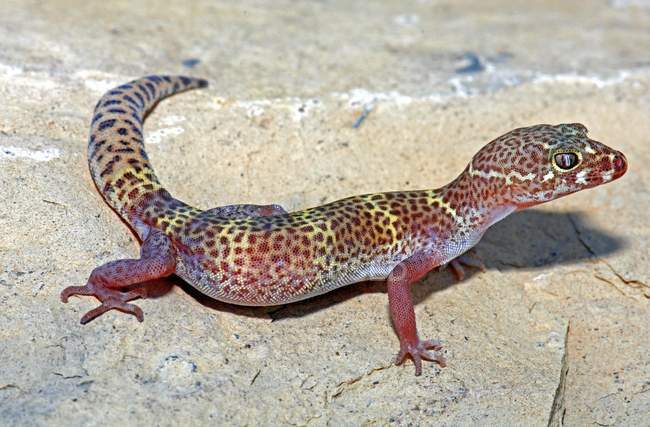 Gecko bagué du Texas — Photo de stock