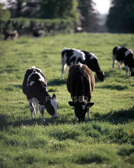 Cattle Grazing in field — Stock Photo