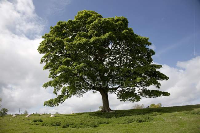 Дерево; Нортумберленд, Англия — стоковое фото