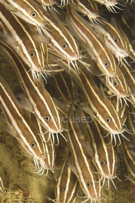 Striped Catfish swimming — Stock Photo