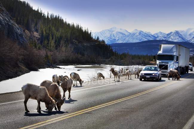 Wildtiere auf der Autobahn in den Bergen — Stockfoto