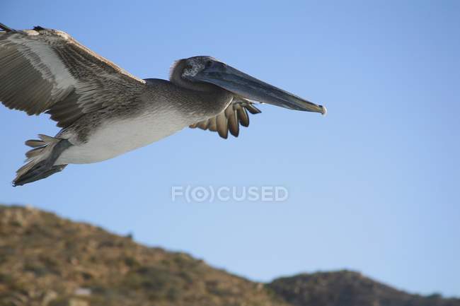 Pelican en vol au ciel — Photo de stock
