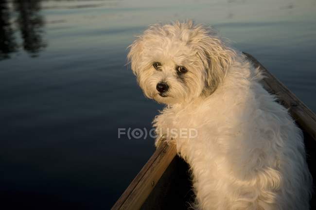 Білий собака стоїть в човні — стокове фото