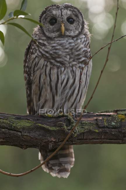 Juvenile Barred Owl — Stock Photo
