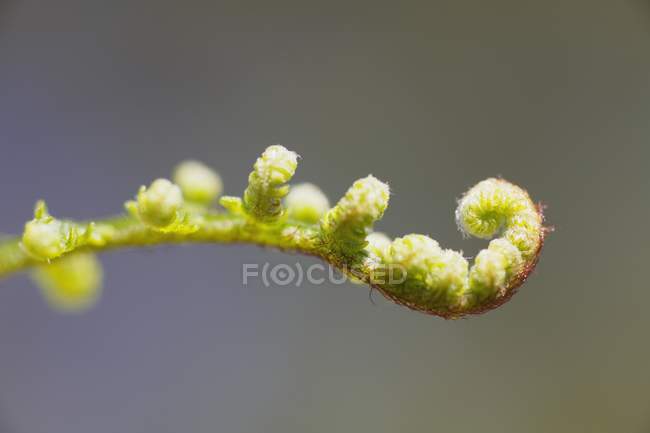 Closeup of fern stem on blurred background — Stock Photo