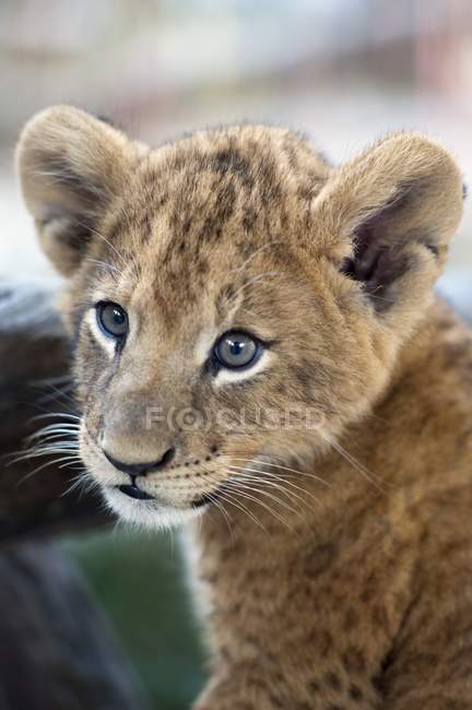 Lion Cub Fermer — Photo de stock