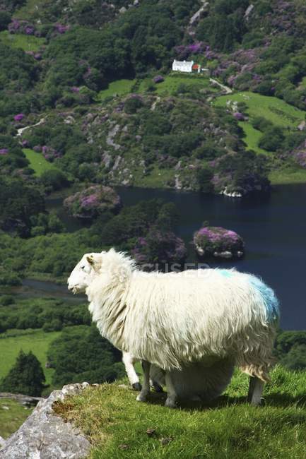 Овцы на озере Гланмор — стоковое фото
